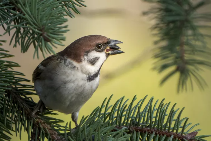 Nick, Noa: Voice in the Branches
