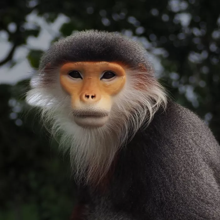 FF, Chia David: Langur dalle zampe rosse