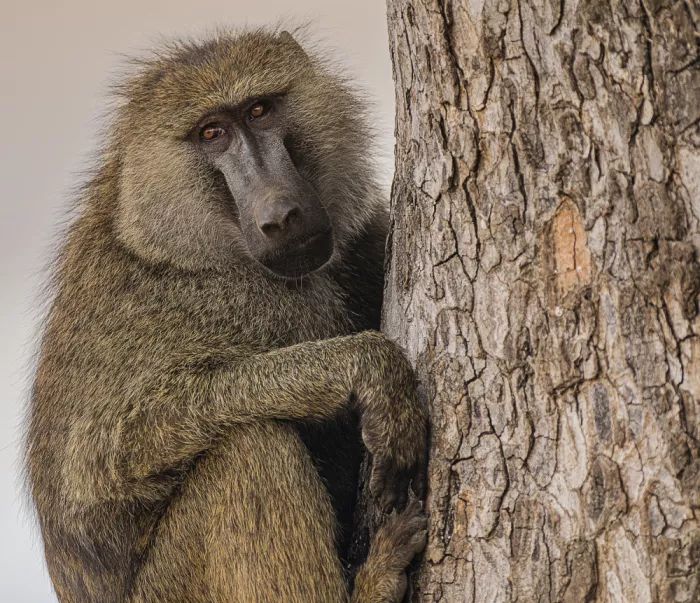 Domont, Jois: Frightened baboon