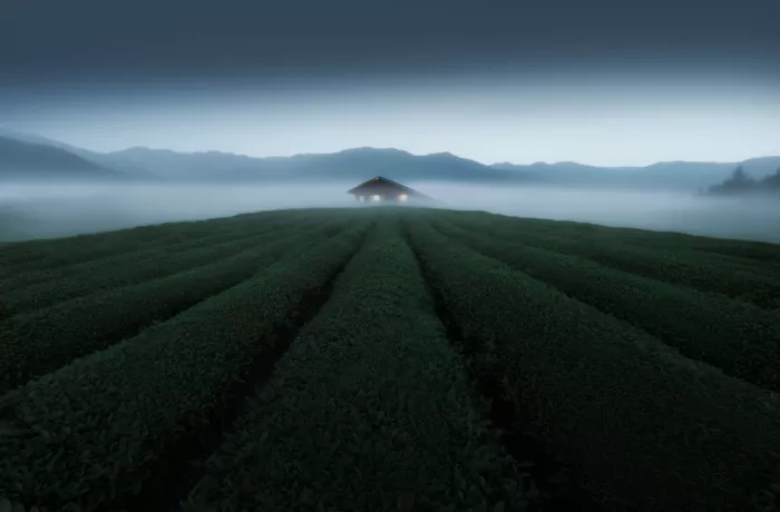 Ye, NingYun: Jardines de té en la niebla matutina
