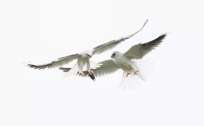 Huang, Johnson: White tailed kite passing food