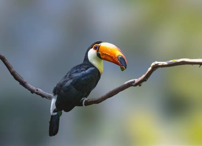 Yan, Songhu: Toco toucan (Ramphastos toco)
