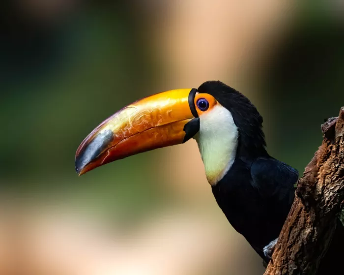 Yan, Songhu: Toco toucan