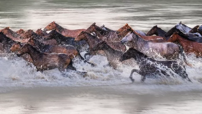 DB, YY: Chevaux galopant dans l