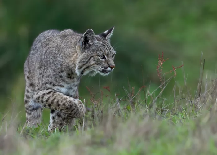 Wang, Victor: Bobcat Hunting