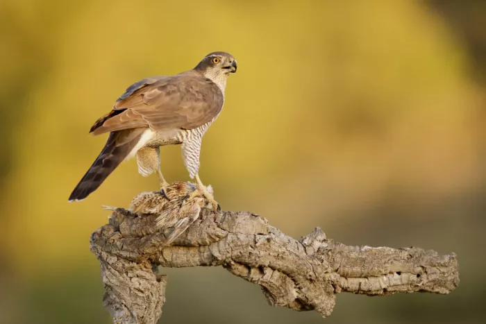 Manusevich, David: Northern Goshawk