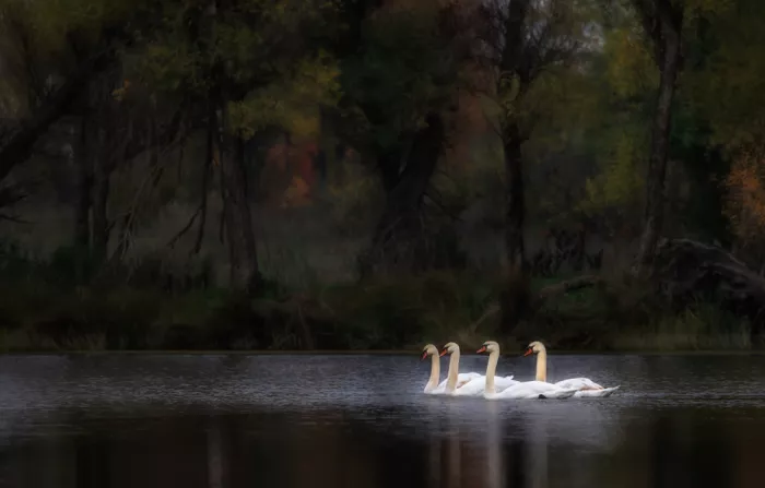 AN, ANNA: Silent Accord