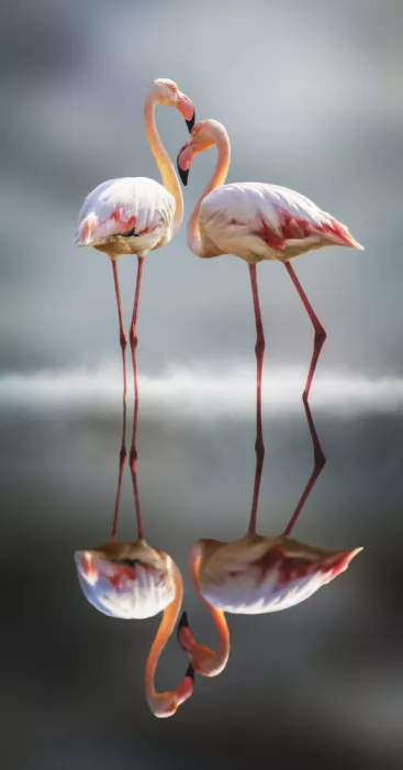 Meligy, Bassant: Love in the wild