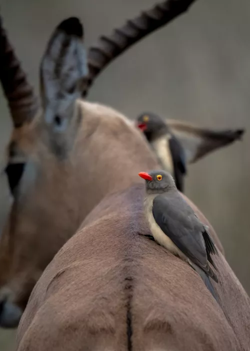 Helsen, Eddy: Oxpeckers