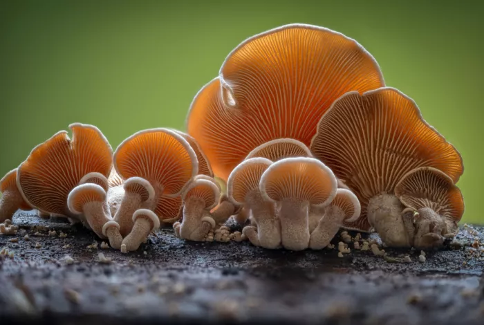Haaksma, Piet: Panellus stipticus