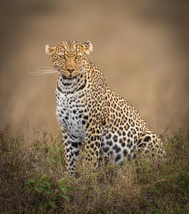 Bhatia, Yogesh: The Beauty