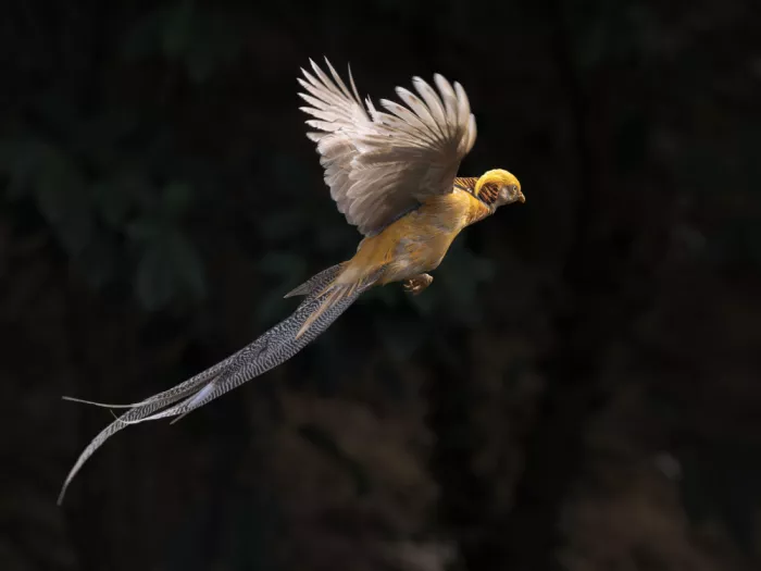(吉星高照), Taksing: golden pheasant
