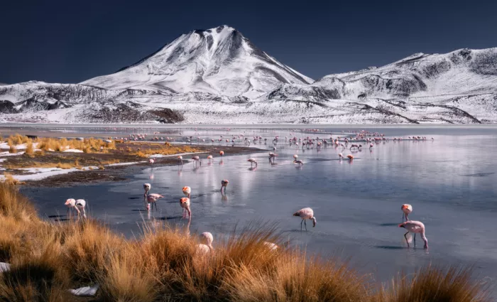 Nienartowicz, Karol: Altiplano