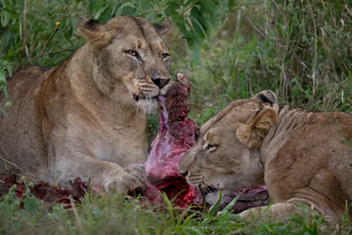 Pozzi, Marco: Sharing the lunch