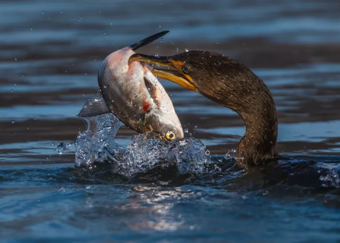 Gu, Zeren: Beak and Splash