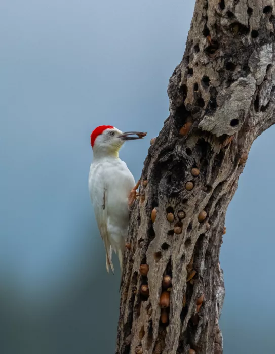 Huang, Johnson: woodpecker