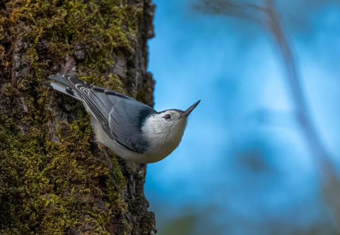 Huang, Johnson: Song bird, white-breasted nuthatch