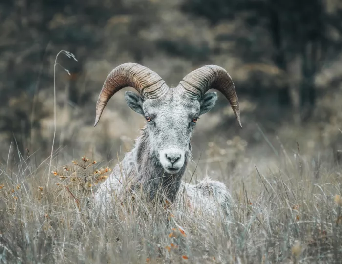 Zhao, Alex: Pecora bighorn