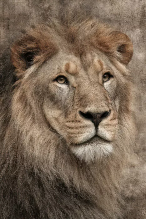 Kulik, Rafal: Portrait de lion en profil, le roi de la jungle 4