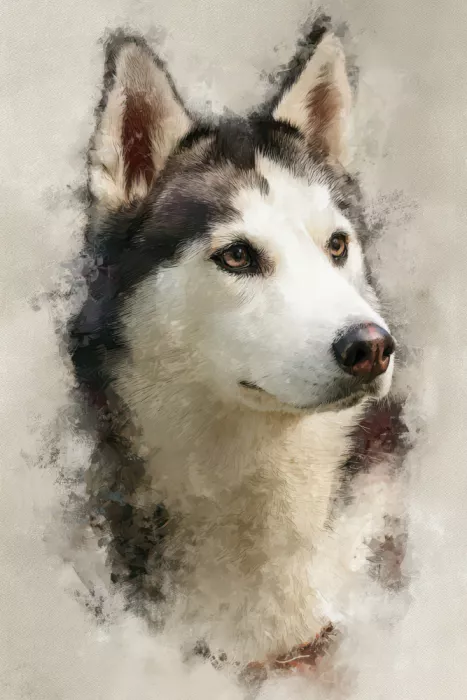 Kulik, Rafal: Sibirischer Husky-Hund seitlich blickend 1