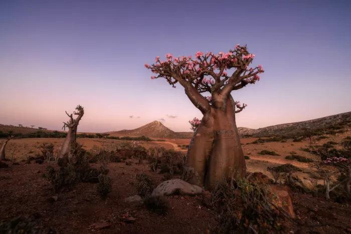 AN, ANNA: Desert Rose