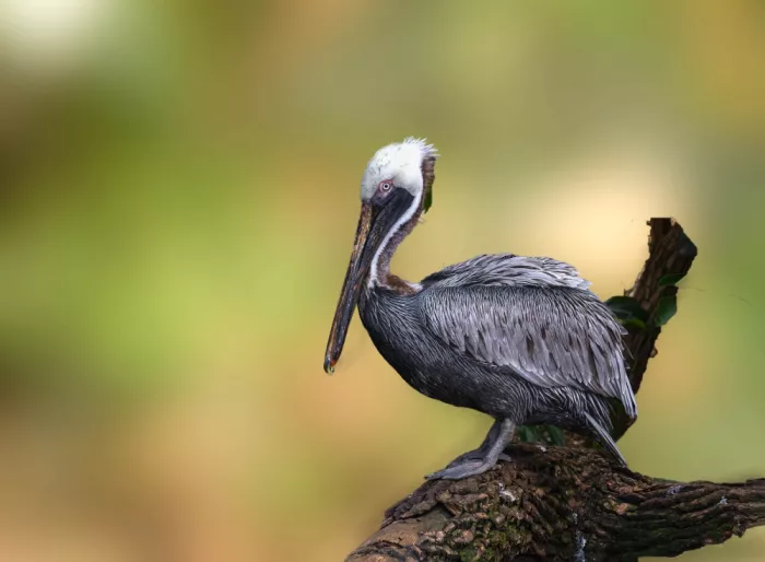 Yan, Songhu: Brown Pelican1