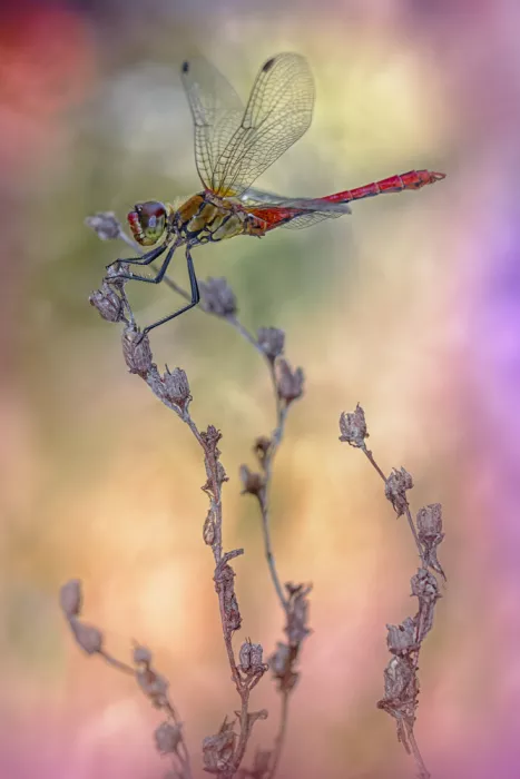 Daminelli, Fabrizio: Sympetrum sanguineum