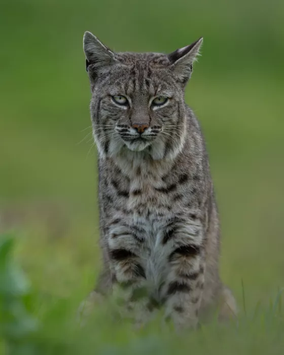 Wang, Victor: Bobcat
