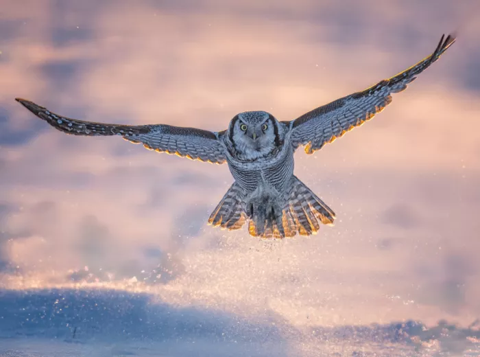 Su, Yuan: Hibou guerrier