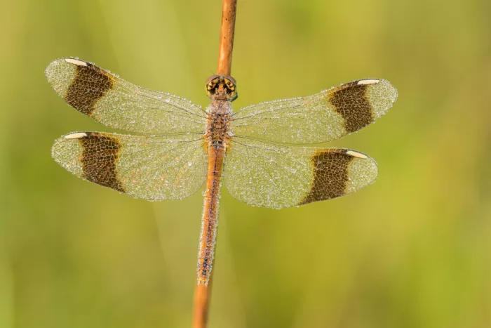 Kralik, Rostislav: Sympetrum pedemontanum