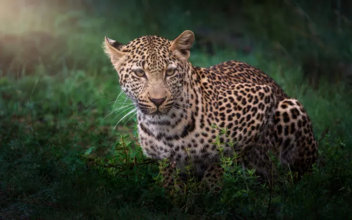 Gayan, Ricardo: Leopardo joven