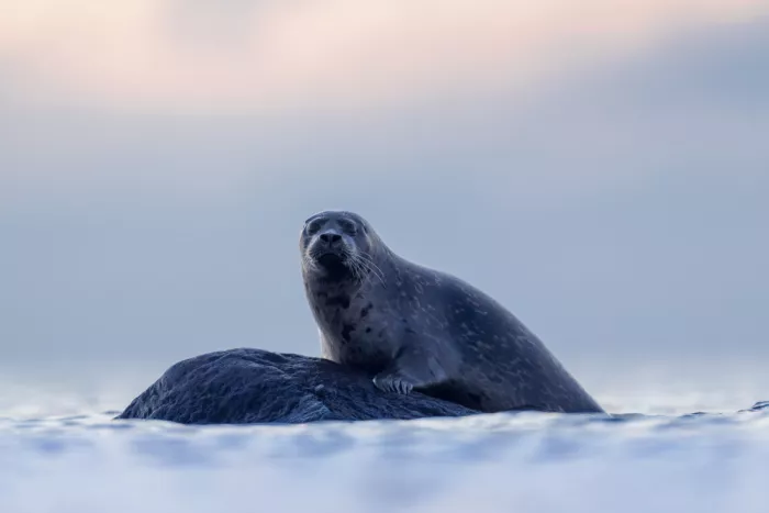 Renmyr, Magnus: Harbour seal at sunset