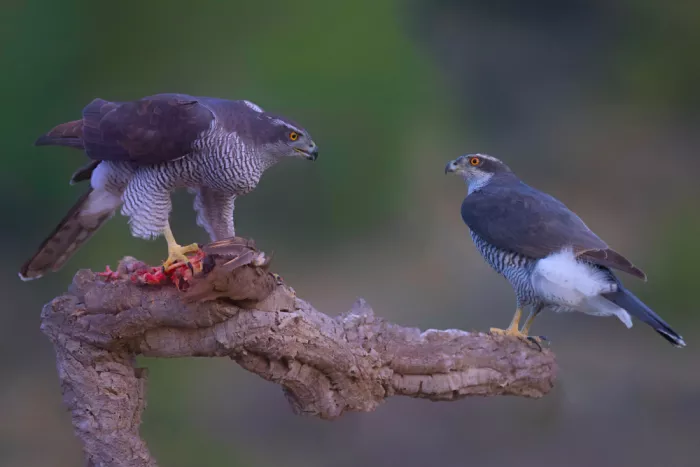 Manusevich, David: Northern Goshawks