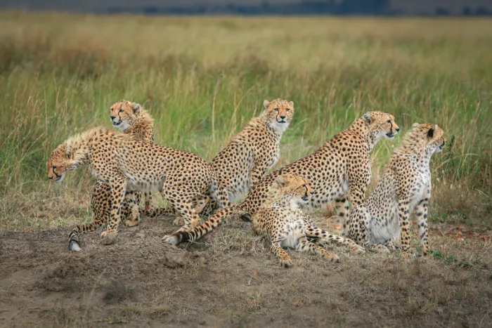 Sink, C. Jeffrey: Cheetah mom of the century