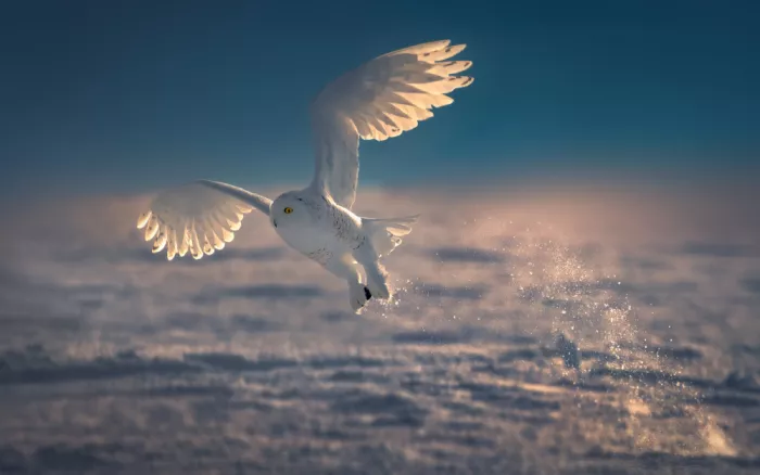 Ying, Li: Civetta delle nevi al tramonto