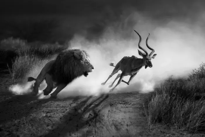 Egger, Marcel: Caza de leones
