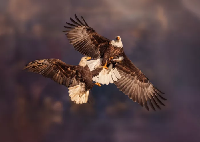Gu, Zeren: Fighting for Prey
