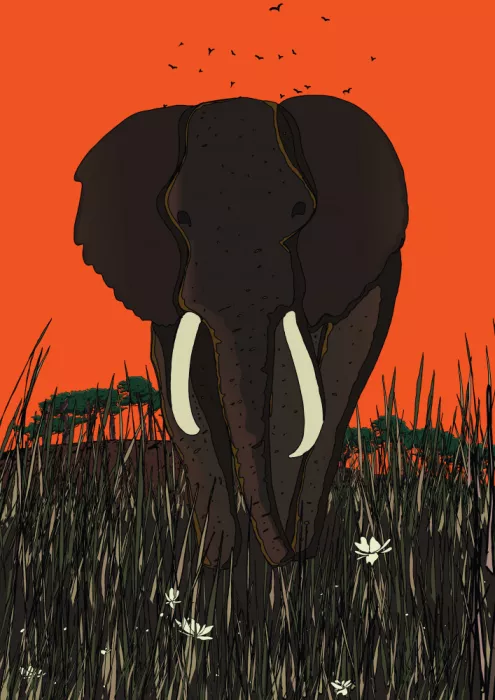 Nicholas: Elefante