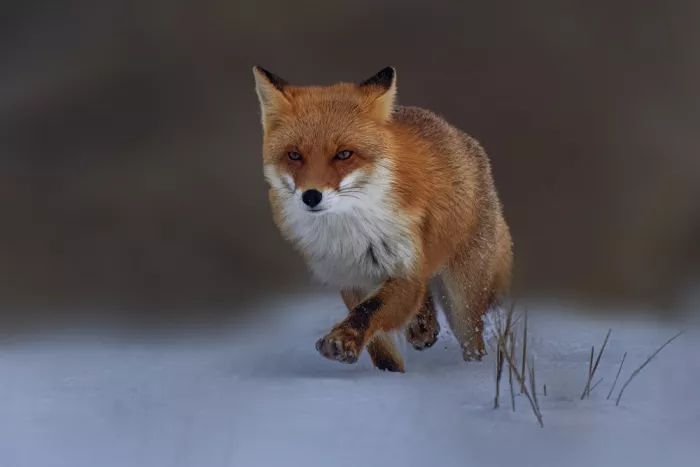 Zhao, Qing: A running red fox