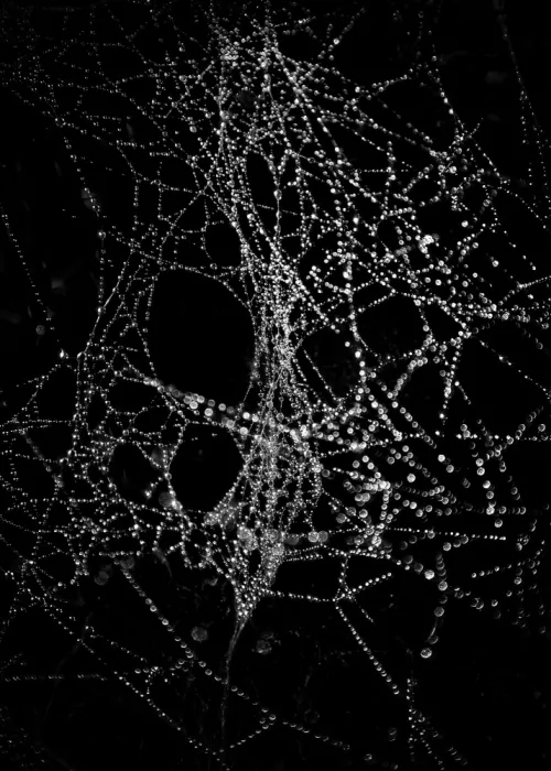 Curve, Learning The: Telaraña nº 4