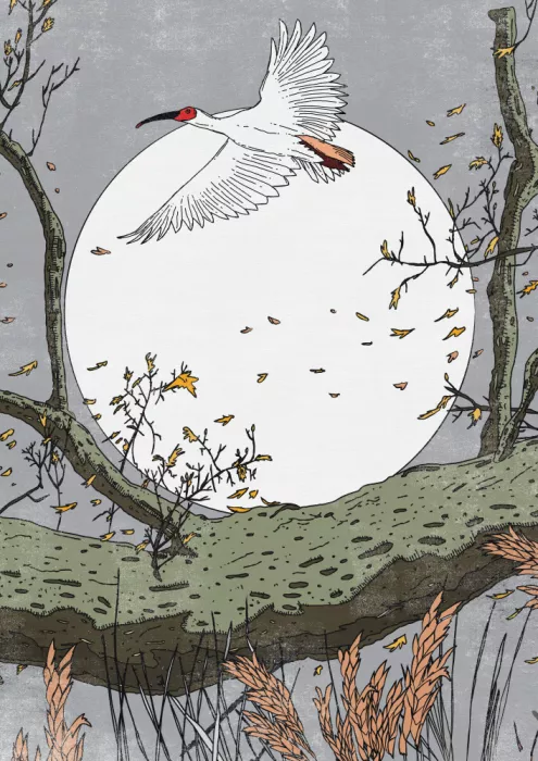 Nicholas: Ibis In Volo