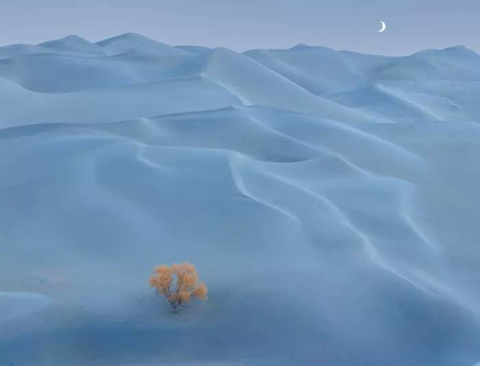 Zhang, Dennis: Moonlit Stillness