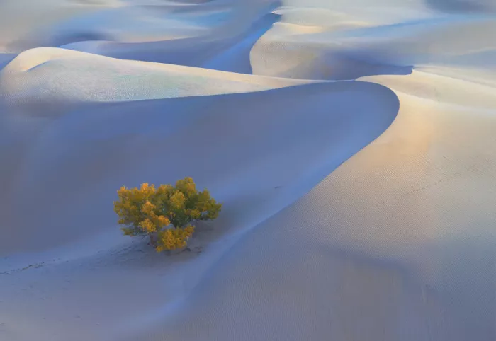 Zhang, Dennis: The Lone tree