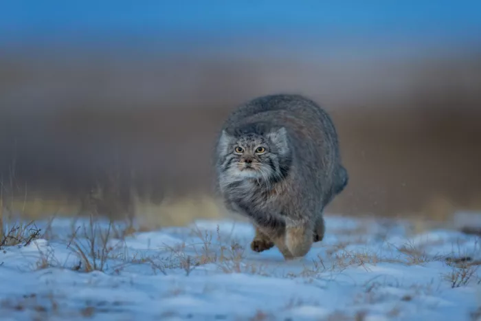 Wang, Max: Gatto di Pallas