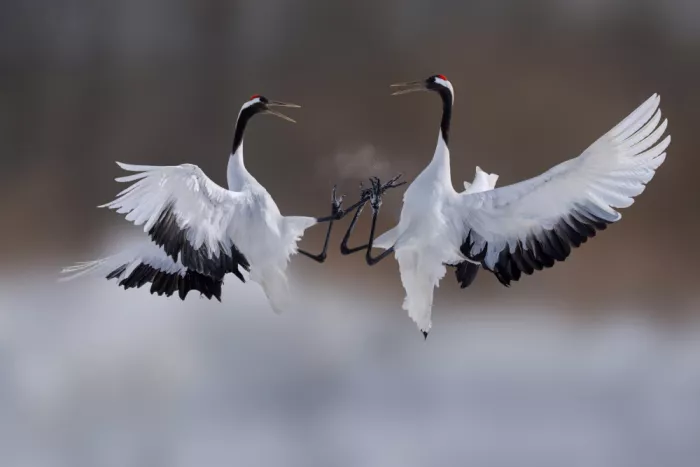 Zhao, Qing: Frozen Waltz