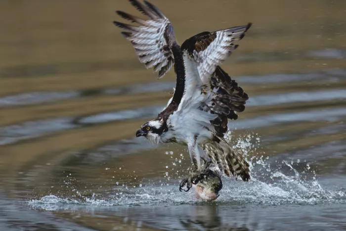 Lam, Gavin: Fischadler bei der Jagd