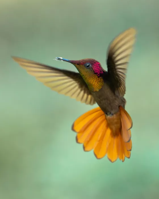 PEREZ, Lisandro: Ruby-Topaz Hummingbird
