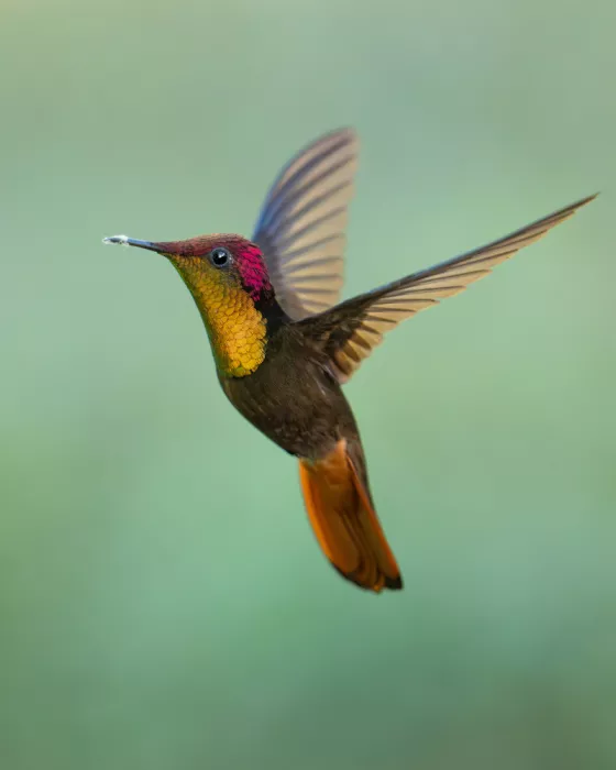 PEREZ, Lisandro: Ruby-Topaz Hummingbird