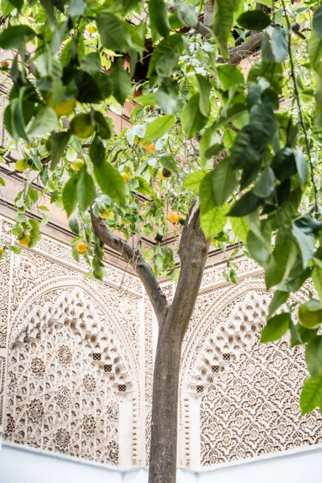 Photolovers: Limonero