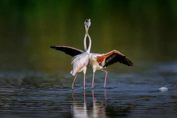Moshe, Mallal: flamingo